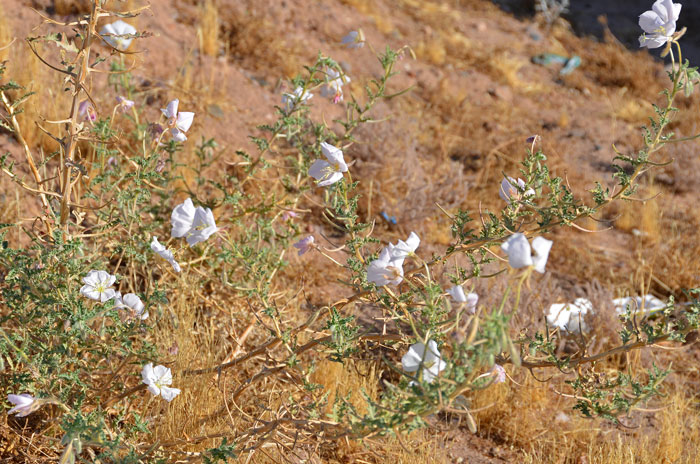 Oenothera californica, California Suncup